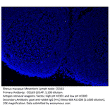 Anti-CD163 Antibody from FabGennix (CD163-101AP) - Antibodies.com