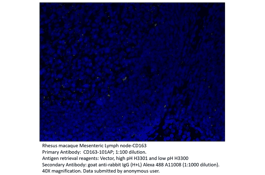 Anti-CD163 Antibody from FabGennix (CD163-101AP) - Antibodies.com
