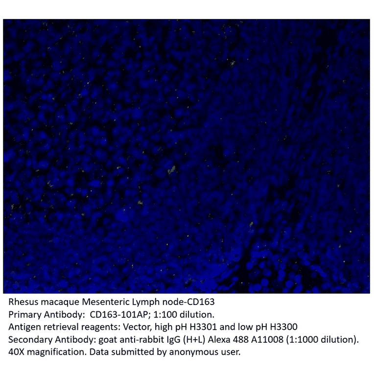 Anti-CD163 Antibody from FabGennix (CD163-101AP) - Antibodies.com