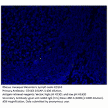 Anti-CD163 Antibody from FabGennix (CD163-101AP) - Antibodies.com