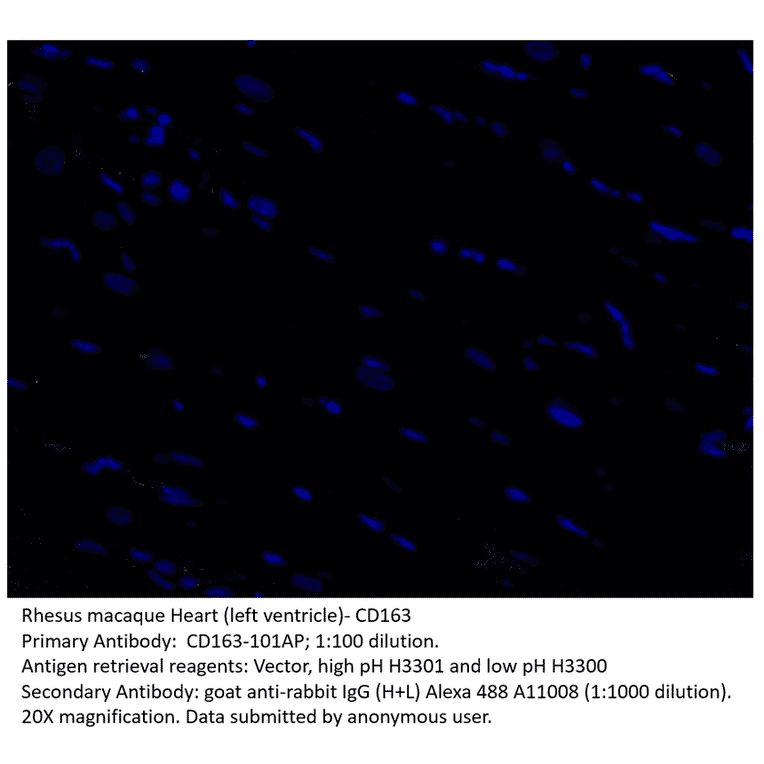 Anti-CD163 Antibody from FabGennix (CD163-101AP) - Antibodies.com