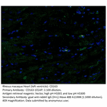Anti-CD163 Antibody from FabGennix (CD163-101AP) - Antibodies.com