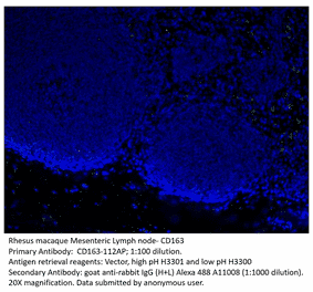 Anti-CD163 Antibody from FabGennix (CD163-112AP) - Antibodies.com