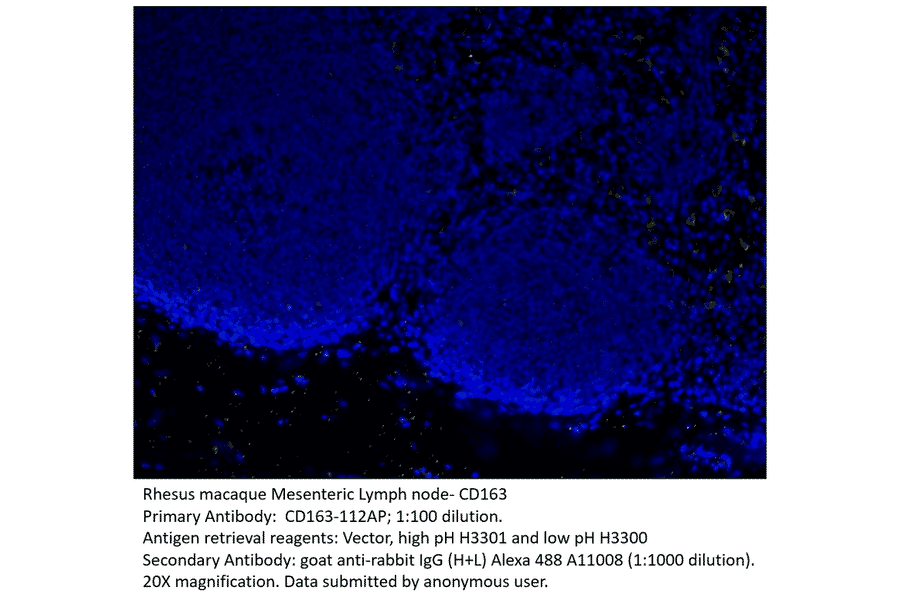 Anti-CD163 Antibody from FabGennix (CD163-112AP) - Antibodies.com