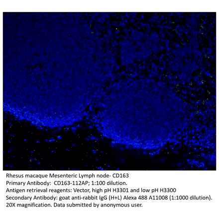 Anti-CD163 Antibody from FabGennix (CD163-112AP) - Antibodies.com
