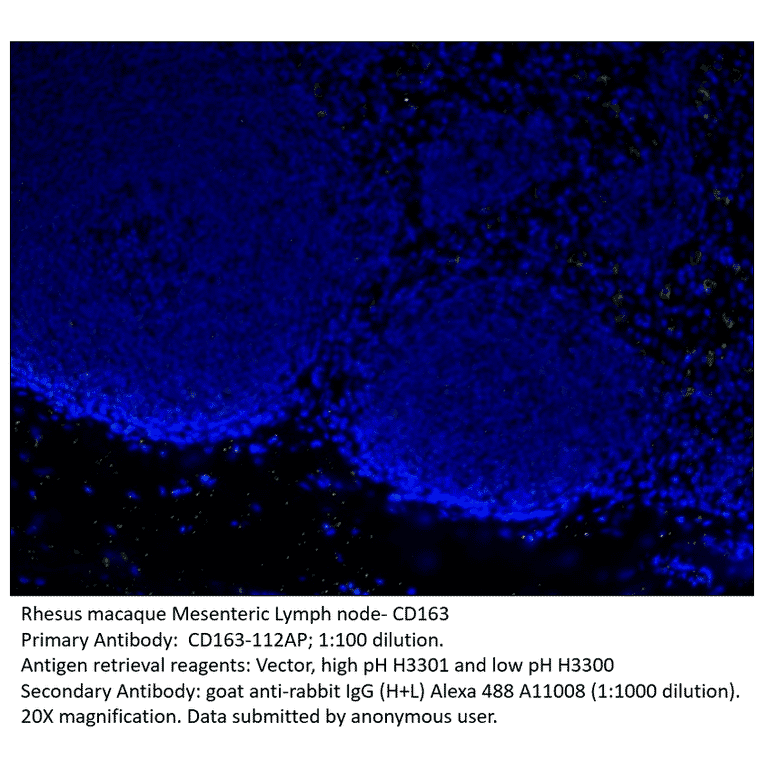 Anti-CD163 Antibody from FabGennix (CD163-112AP) - Antibodies.com