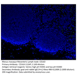 Anti-CD163 Antibody from FabGennix (CD163-112AP) - Antibodies.com