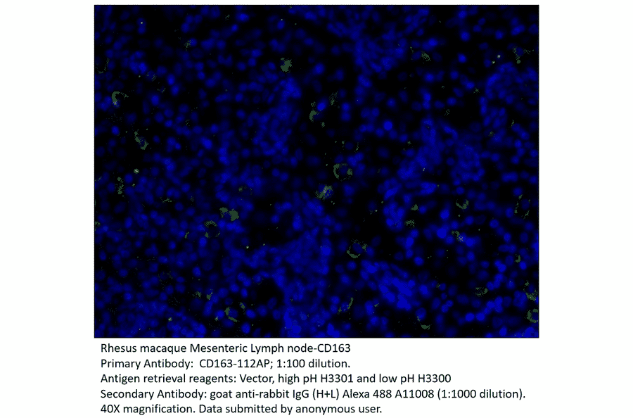 Anti-CD163 Antibody from FabGennix (CD163-112AP) - Antibodies.com