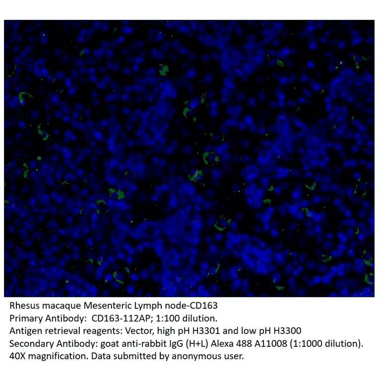 Anti-CD163 Antibody from FabGennix (CD163-112AP) - Antibodies.com