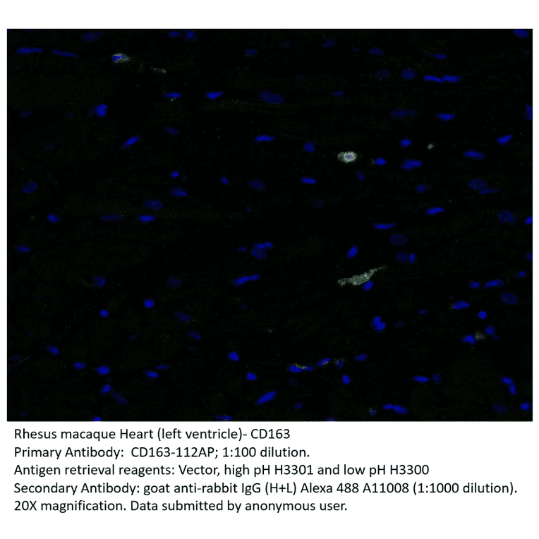 Anti-CD163 Antibody from FabGennix (CD163-112AP) - Antibodies.com