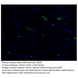 Anti-CD163 Antibody from FabGennix (CD163-112AP) - Antibodies.com