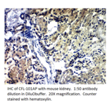 Anti-Cofilin Antibody from FabGennix (CFL-101AP) - Antibodies.com