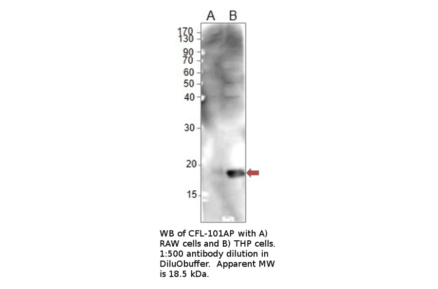 Anti-Cofilin Antibody from FabGennix (CFL-101AP) - Antibodies.com