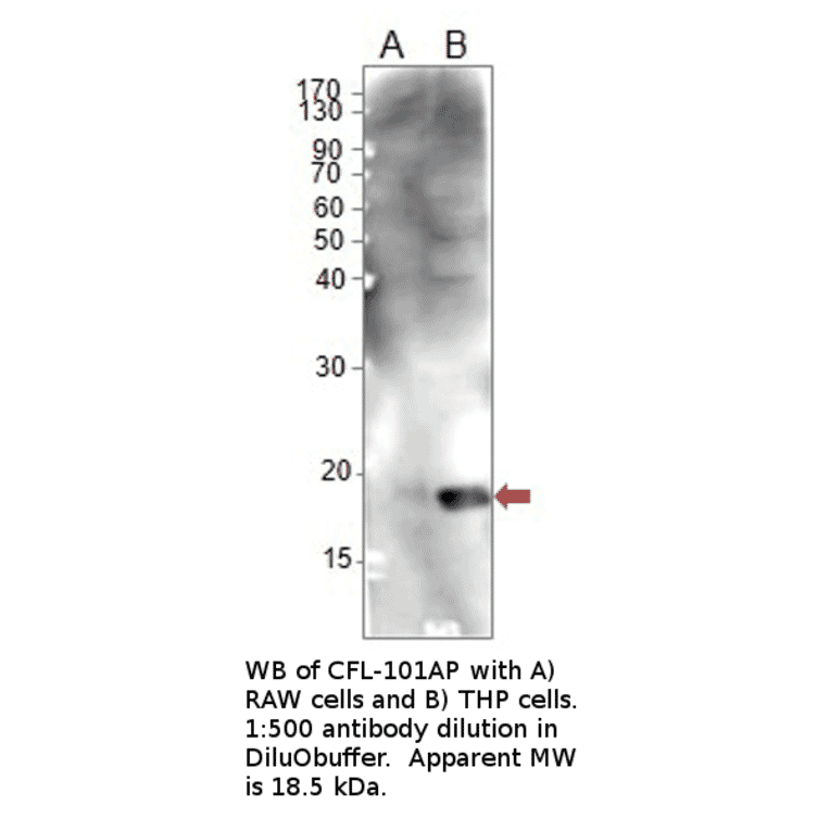 Anti-Cofilin Antibody from FabGennix (CFL-101AP) - Antibodies.com