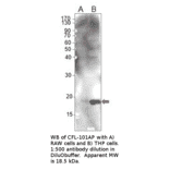 Anti-Cofilin Antibody from FabGennix (CFL-101AP) - Antibodies.com