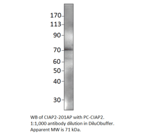 Anti-cIAP2 Antibody from FabGennix (CIAP2-201AP) - Antibodies.com