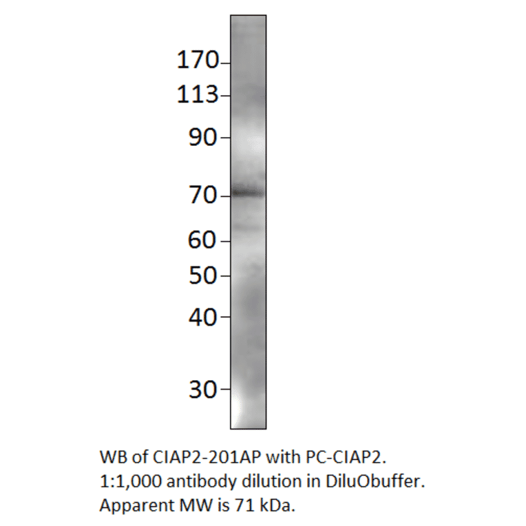 Anti-cIAP2 Antibody from FabGennix (CIAP2-201AP) - Antibodies.com