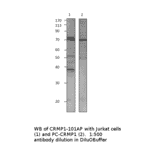 Anti-CRMP1 Antibody from FabGennix (CRMP1-101AP) - Antibodies.com