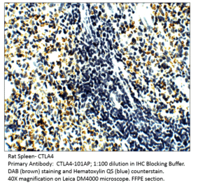 Anti-CTLA4 Antibody from FabGennix (CTLA4-101AP) - Antibodies.com