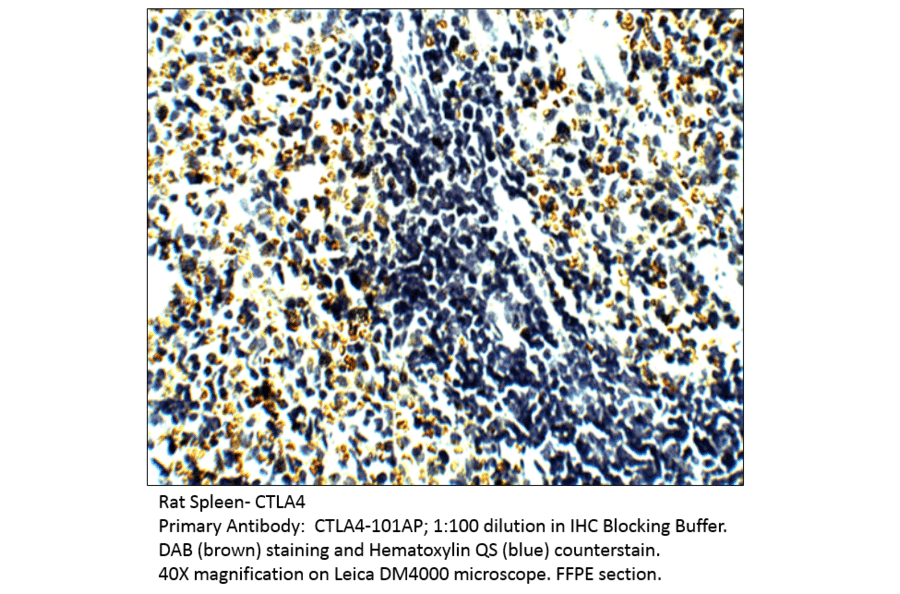 Anti-CTLA4 Antibody from FabGennix (CTLA4-101AP) - Antibodies.com