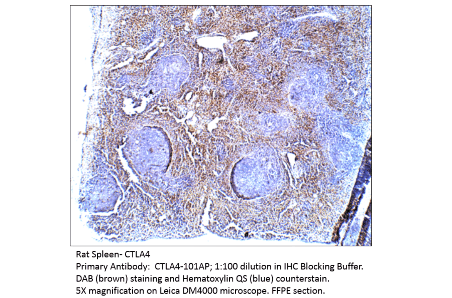 Anti-CTLA4 Antibody from FabGennix (CTLA4-101AP) - Antibodies.com