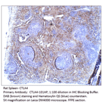 Anti-CTLA4 Antibody from FabGennix (CTLA4-101AP) - Antibodies.com