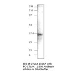 Anti-CTLA4 Antibody from FabGennix (CTLA4-101AP) - Antibodies.com