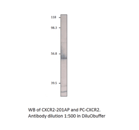 Anti-CXCR2 Antibody from FabGennix (CXCR2-201AP) - Antibodies.com