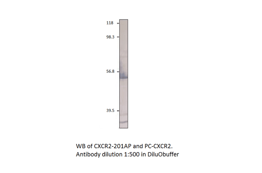 Anti-CXCR2 Antibody from FabGennix (CXCR2-201AP) - Antibodies.com