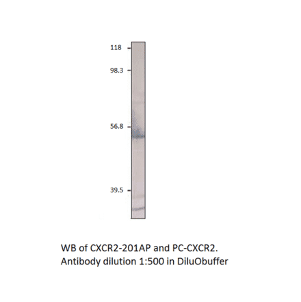 Anti-CXCR2 Antibody from FabGennix (CXCR2-201AP) - Antibodies.com