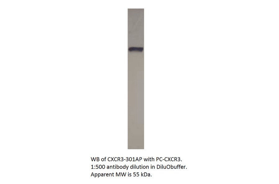 Anti-CXCR3 Antibody from FabGennix (CXCR3-301AP) - Antibodies.com