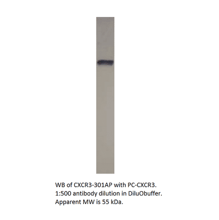 Anti-CXCR3 Antibody from FabGennix (CXCR3-301AP) - Antibodies.com
