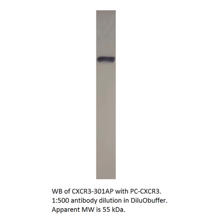 Anti-CXCR3 Antibody from FabGennix (CXCR3-301AP) - Antibodies.com