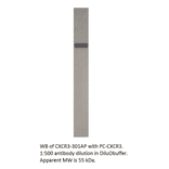 Anti-CXCR3 Antibody from FabGennix (CXCR3-301AP) - Antibodies.com