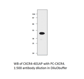 Anti-CXCR4 Antibody from FabGennix (CXCR4-401AP) - Antibodies.com