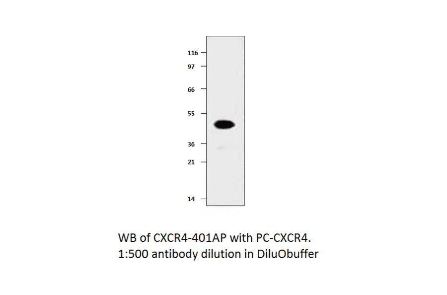 Anti-CXCR4 Antibody from FabGennix (CXCR4-401AP) - Antibodies.com