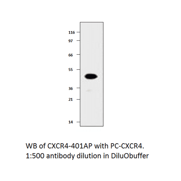 Anti-CXCR4 Antibody from FabGennix (CXCR4-401AP) - Antibodies.com
