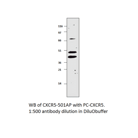 Anti-CXCR5 Antibody from FabGennix (CXCR5-501AP) - Antibodies.com