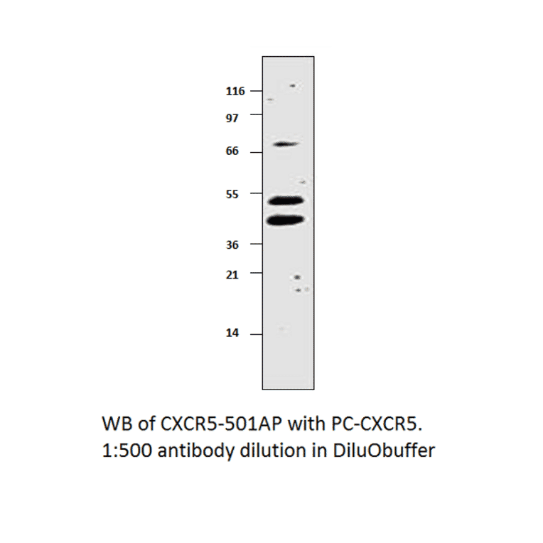 Anti-CXCR5 Antibody from FabGennix (CXCR5-501AP) - Antibodies.com