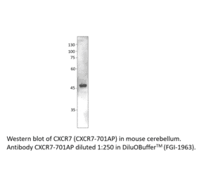 Anti-CXCR7 Antibody from FabGennix (CXCR7-701AP) - Antibodies.com