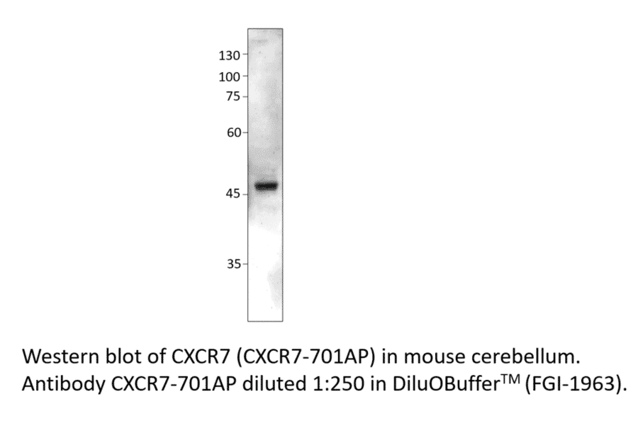 Anti-CXCR7 Antibody from FabGennix (CXCR7-701AP) - Antibodies.com