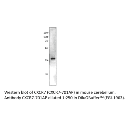 Anti-CXCR7 Antibody from FabGennix (CXCR7-701AP) - Antibodies.com