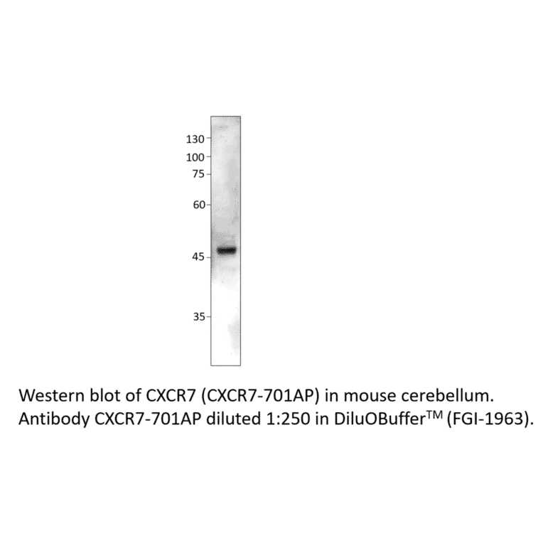 Anti-CXCR7 Antibody from FabGennix (CXCR7-701AP) - Antibodies.com