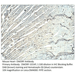 Anti-DWORF Antibody from FabGennix (DWORF-101AP) - Antibodies.com