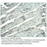 Anti-DWORF Antibody from FabGennix (DWORF-101AP) - Antibodies.com