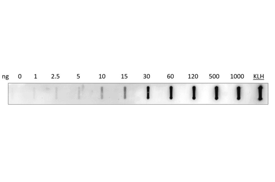 Anti-DWORF Antibody from FabGennix (DWORF-101AP) - Antibodies.com
