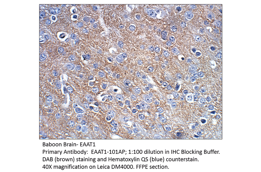 Anti-EAAT1 Antibody from FabGennix (EAAT1-101AP) - Antibodies.com