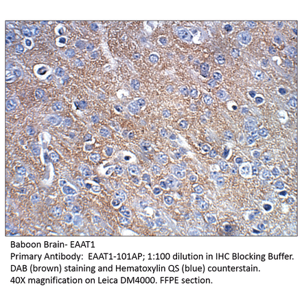 Anti-EAAT1 Antibody from FabGennix (EAAT1-101AP) - Antibodies.com