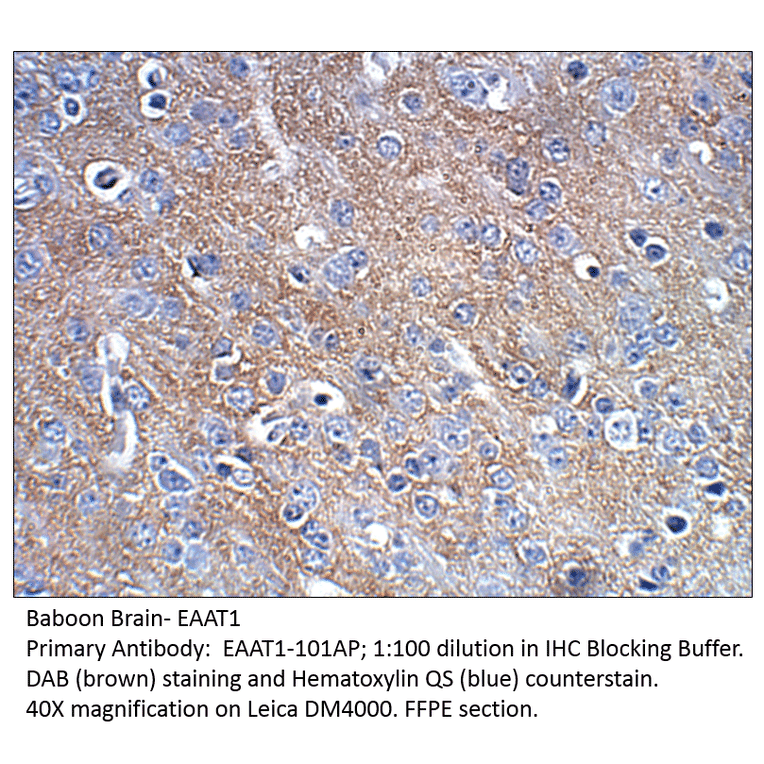 Anti-EAAT1 Antibody from FabGennix (EAAT1-101AP) - Antibodies.com