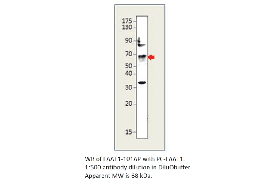 Anti-EAAT1 Antibody from FabGennix (EAAT1-101AP) - Antibodies.com